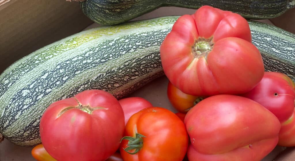 Un assortiment de grosses tomates roses et rouges bien mûres est disposé dans une boîte en carton, aux côtés d'une longue courgette à la peau tachetée de vert et de blanc.
