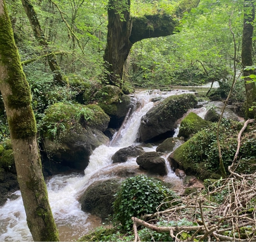 Une scène forestière paisible avec une cascade douce dévalant sur des rochers couverts de mousse. La lumière du soleil filtre à travers un feuillage d'un vert luxuriant, créant une atmosphère de sérénité.